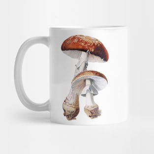 Amanita muscaria, Toadstool, Fly agaric, vintage illustration Mug